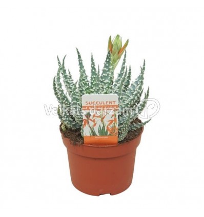 ALVEJA (ALOE HUMILIS) ZIEDS 10,5Ø25H