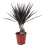 DRACENA MAGENTA 12Ø45H