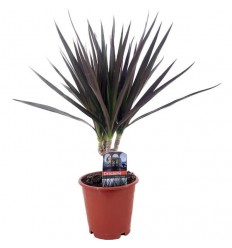 DRACENA MAGENTA 12Ø45H