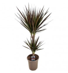 DRACENA MAGENTA 17Ø80H