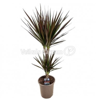 DRACENA MAGENTA 17Ø80H