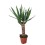 JUKA (YUCCA) 14Ø55H