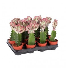 EUPHORBIA CRISTATA 8.5Ø22H