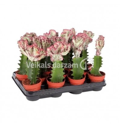 EUPHORBIA CRISTATA 8.5Ø22H