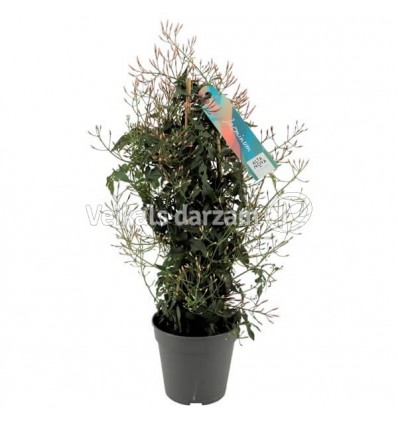 JASMĪNS (JASMINUM) KOLONNA 12Ø40H