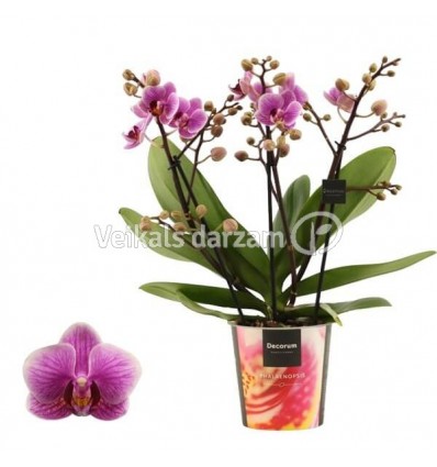 FALENOPSIS DAZZLING DIVA 12Ø50H