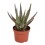 ALVEJA (ALOE ZEBRINA) DANYZ 10,5Ø18H