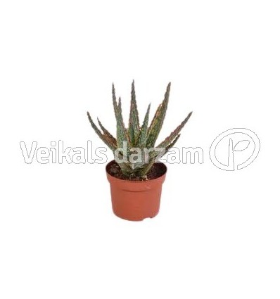 ALVEJA (ALOE ZEBRINA) DANYZ 10,5Ø18H