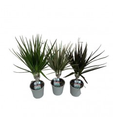 DRACENA (DRACAENA) MIX 12Ø40H