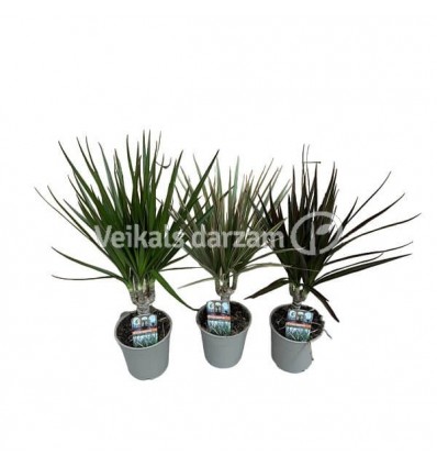 DRACENA (DRACAENA) MIX 12Ø40H