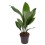 ASPIDISTRA (ASPIDISTRA ELATIOR) 15Ø60H