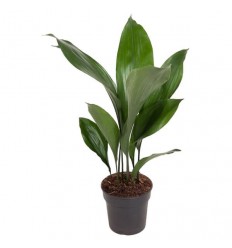 ASPIDISTRA (ASPIDISTRA ELATIOR) 15Ø60H