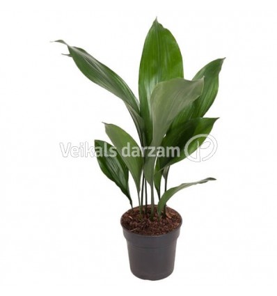 ASPIDISTRA (ASPIDISTRA ELATIOR) 15Ø60H