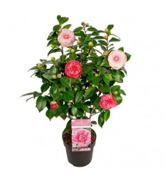 KAMĒLIJA (CAMELLIA JAP.) BONOMIANA 19Ø75H