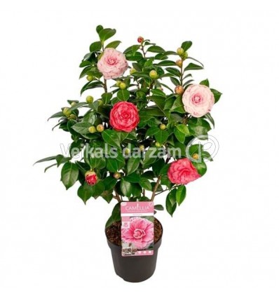 KAMĒLIJA (CAMELLIA JAP.) BONOMIANA 19Ø75H