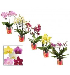 FALENOPSIS DAZZLING MIX 12Ø35H