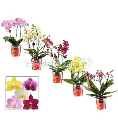 FALENOPSIS DAZZLING MIX 12Ø35H