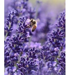 LAVANDA ŠAURLAPU MUNSTEAD