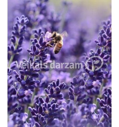 LAVANDA ŠAURLAPU MUNSTEAD