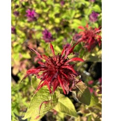 MONARDA GARDENVIEW SCARLET