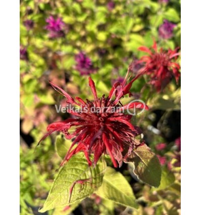 MONARDA GARDENVIEW SCARLET