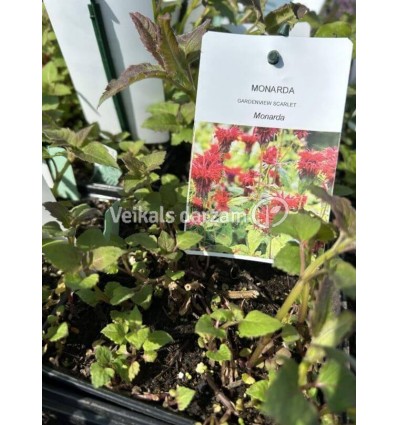 MONARDA GARDENVIEW SCARLET