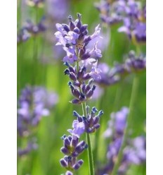 LAVANDA HIBR. PHENOMENAL