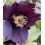 HELLEBORE BLUE LADY