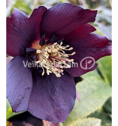 HELLEBORE BLUE LADY