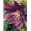 HELLEBORE PURPLE DOUBLE