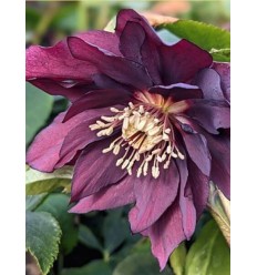 HELLEBORE PURPLE DOUBLE