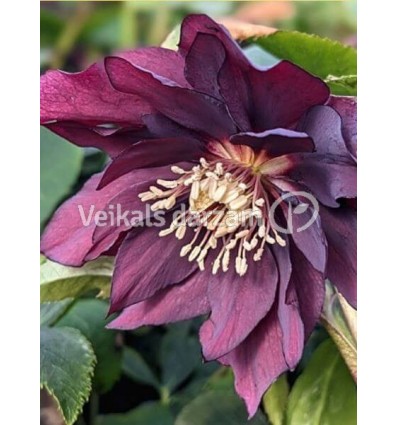 HELLEBORE PURPLE DOUBLE