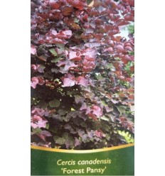 KANĀDAS CERCIS FOREST PANSY