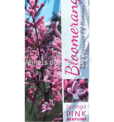 CERIŅI BLOOMERANG PINK PERFUME PA