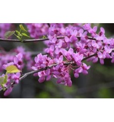 KANĀDAS CERCIS PINK POM POMS