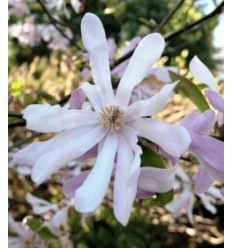 MAGNOLIJA LEONARD MESSEL