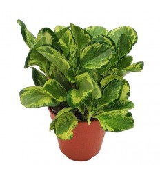 PEPEROMIA GOLD GATES 12Ø20H