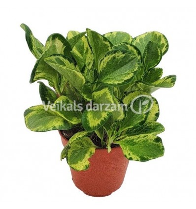 PEPEROMIA GOLD GATES 12Ø20H