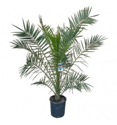 KANĀRIJU FĒNIKSPALMA (PHOENIX CANARIENSIS) 30Ø180H