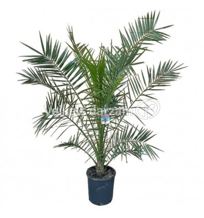 KANĀRIJU FĒNIKSPALMA (PHOENIX CANARIENSIS) 30Ø180H