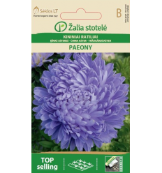 ASTERES PAEONY VIOLET