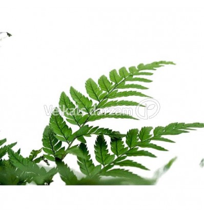 PAPARDE (ATHYRIUM SPICATUM) 14Ø35H