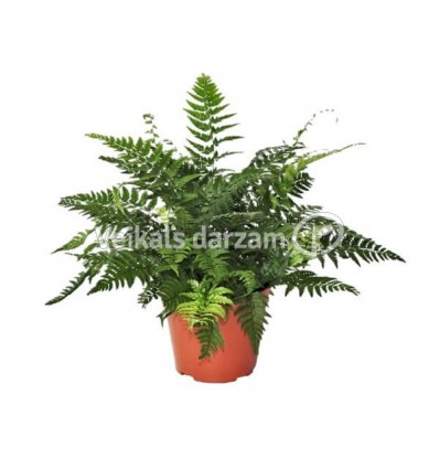 PAPARDE (ATHYRIUM SPICATUM) 14Ø35H