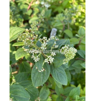 HORTENZIJA SUNDAE FRAISE