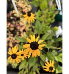 RUDBEKIJA LITTLE GOLDSTAR