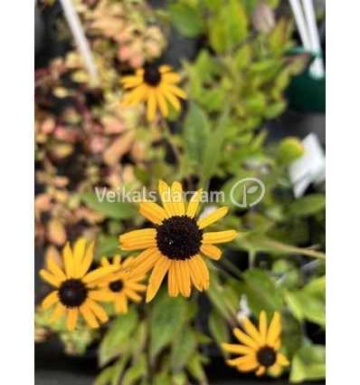 RUDBEKIJA LITTLE GOLDSTAR