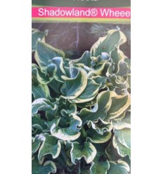 HOSTA SHADOWLAND WHEEE!