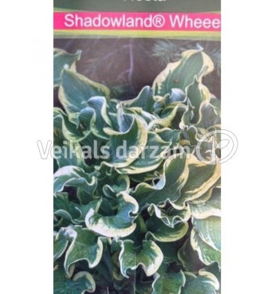 HOSTA SHADOWLAND WHEEE!