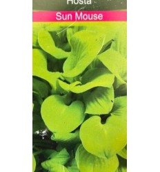 HOSTA SUN MOUSE