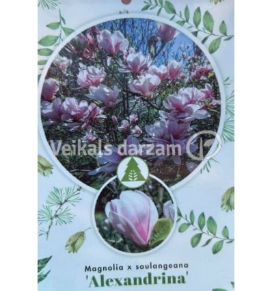 MAGNOLIJA SULANŽA ALEXANDRINA PA